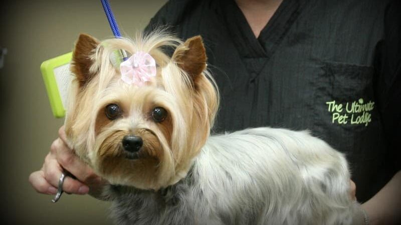 The Ultimate Pet Lodge LLC - Lyman, SC