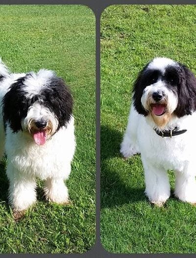 The Ultimate Pet Lodge LLC - Lyman, SC