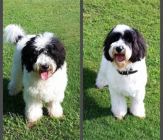 The Ultimate Pet Lodge LLC - Lyman, SC