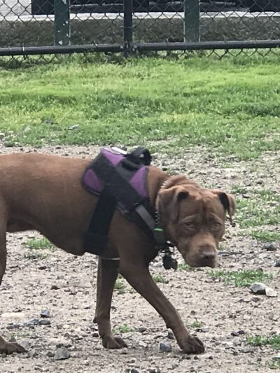 Barkland Avenue Dog Park - Lynn, MA