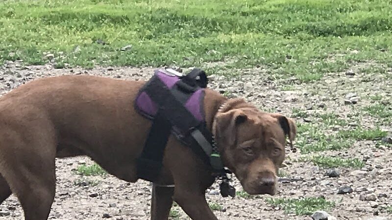 Barkland Avenue Dog Park - Lynn, MA