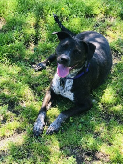 Barkland Avenue Dog Park - Lynn, MA