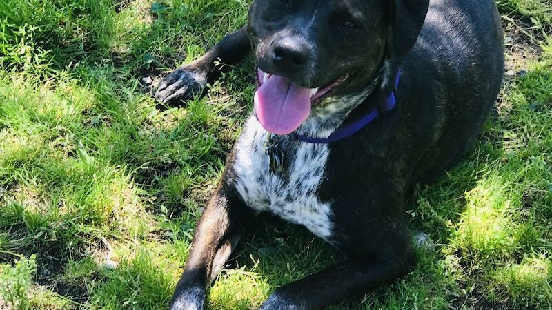 Barkland Avenue Dog Park - Lynn, MA