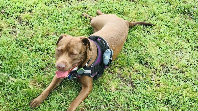 Barkland Avenue Dog Park - Lynn, MA