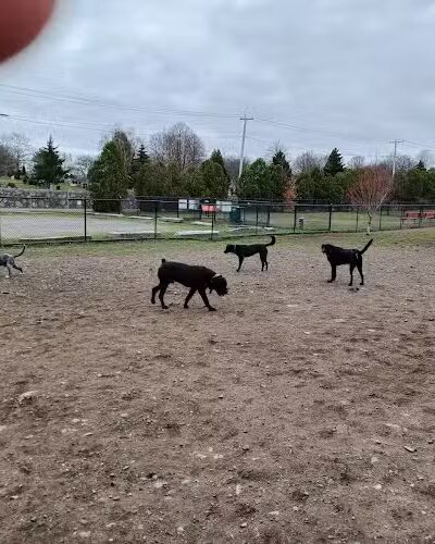 Barkland Avenue Dog Park - Lynn, MA