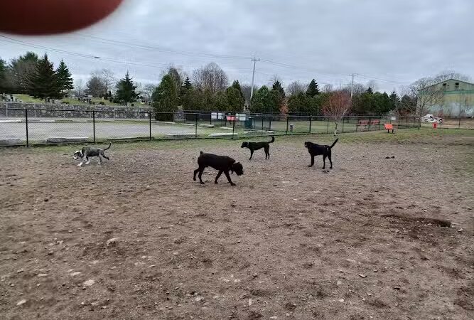 Barkland Avenue Dog Park - Lynn, MA