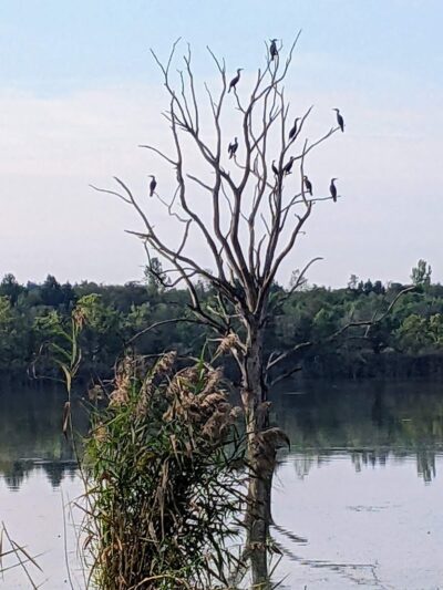 Lynnville Park - Lynnville, IN