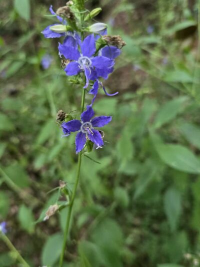 Interlake State Recreation Area - Lynnville, IN