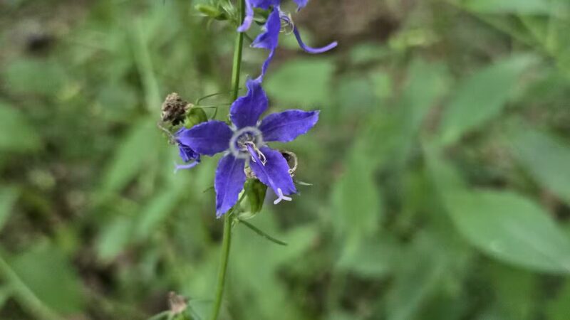 Interlake State Recreation Area - Lynnville, IN