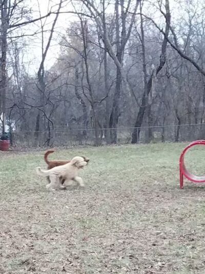 Schoonmaker Park - Machesney Park, IL