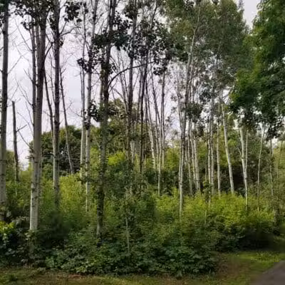 Schoonmaker Park - Machesney Park, IL