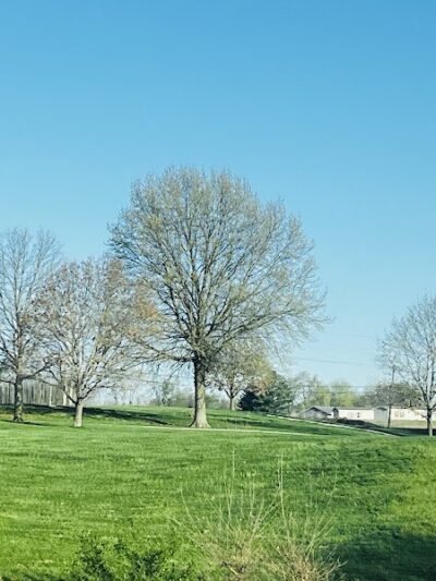 Jackie & Dave Thompson Dog Park - Macomb, IL