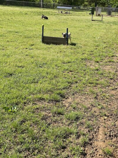 Huntsville Dogspot Creekwood Park - Madison, AL