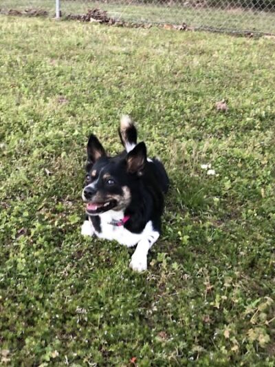 Huntsville Dogspot Creekwood Park - Madison, AL