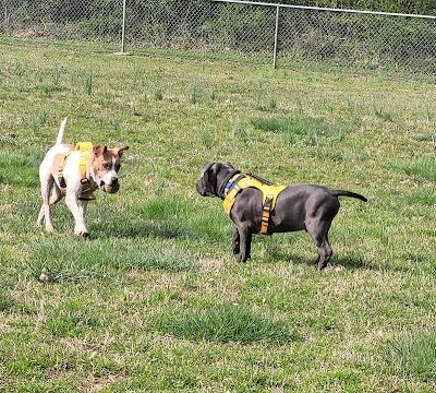 Huntsville Dogspot Creekwood Park - Madison, AL