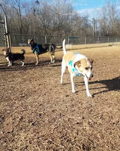 Huntsville Dogspot Creekwood Park - Madison, AL