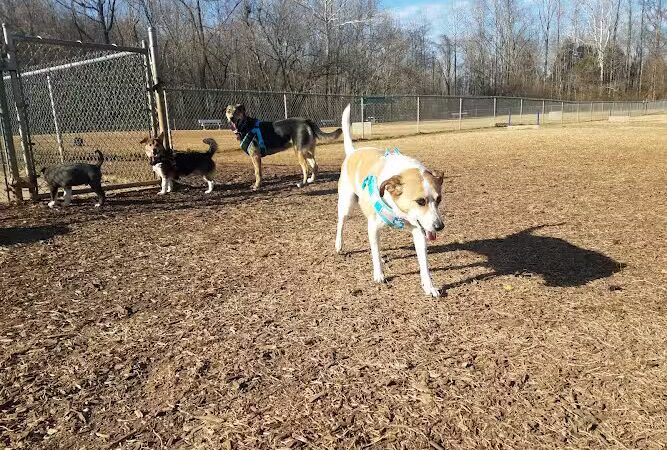 Huntsville Dogspot Creekwood Park - Madison, AL
