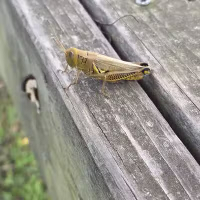 Kefauver Park - Madisonville, TN