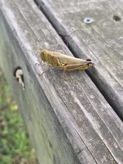 Kefauver Park - Madisonville, TN