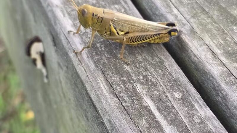 Kefauver Park - Madisonville, TN