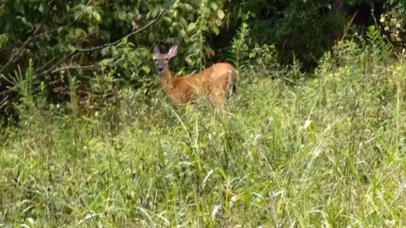 Kefauver Park - Madisonville, TN