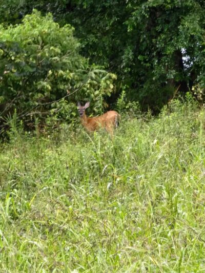 Kefauver Park - Madisonville, TN