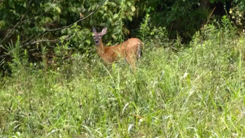 Kefauver Park - Madisonville, TN