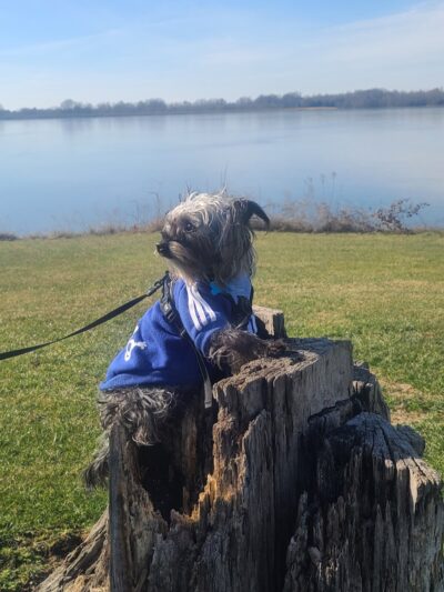 Mahr dog park - Madisonville, KY