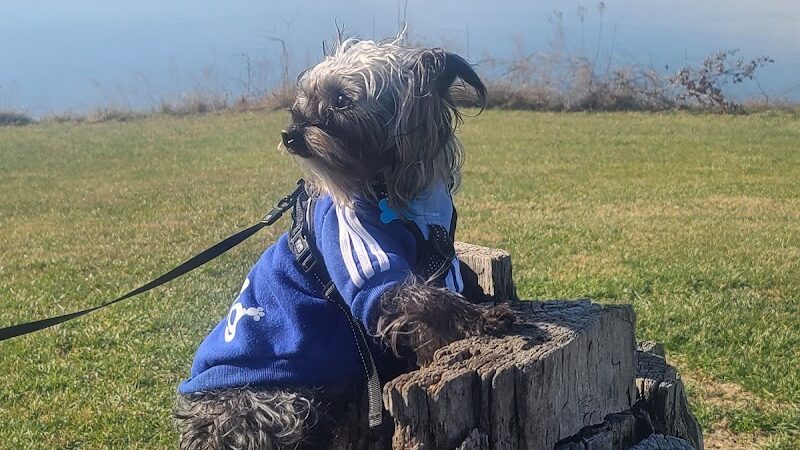 Mahr dog park - Madisonville, KY