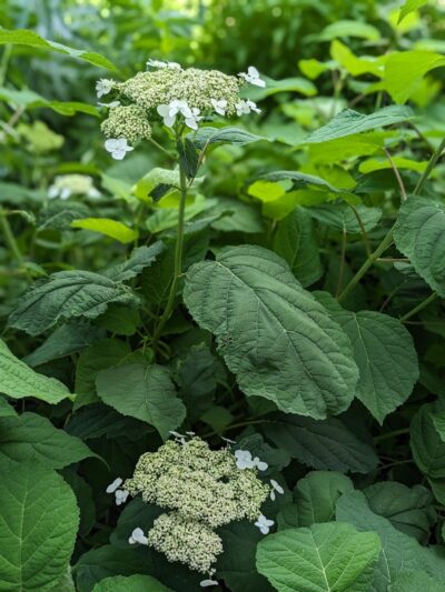 Mahr dog park - Madisonville, KY
