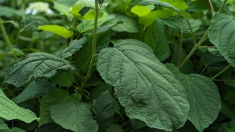 Mahr dog park - Madisonville, KY