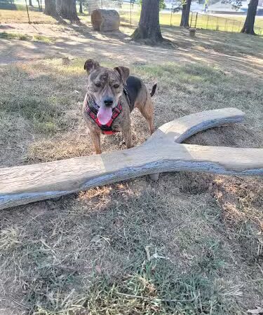 Mahr dog park - Madisonville, KY