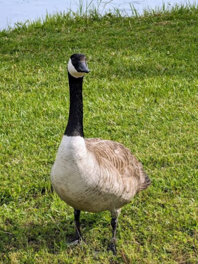 Kefauver Park - Madisonville, TN