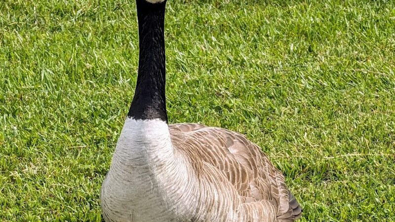 Kefauver Park - Madisonville, TN