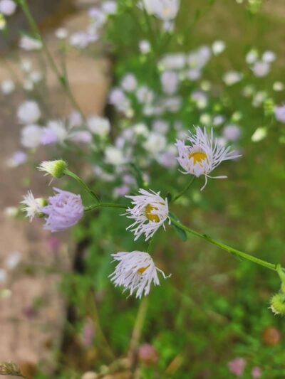 Mount Nebo Park - Manchester, CT