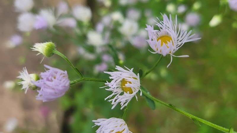 Mount Nebo Park - Manchester, CT