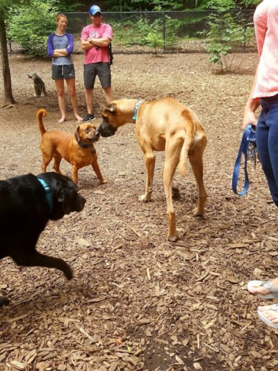 Mount Nebo Park - Manchester, CT