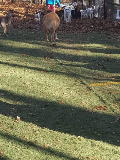 Mount Nebo Park - Manchester, CT