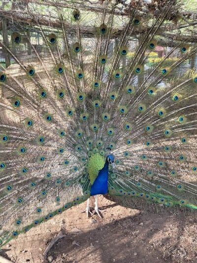 Wickham Park - Manchester, CT