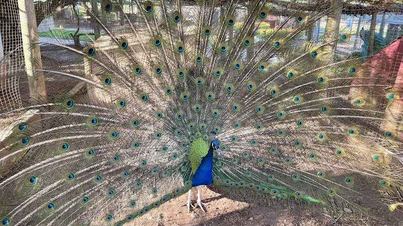 Wickham Park - Manchester, CT