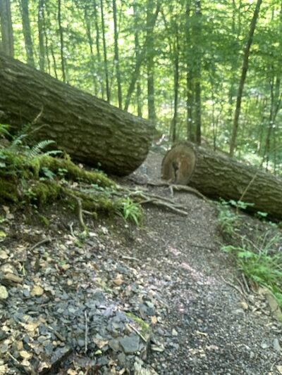 Chumbley Woods Trail - Manchester, TN