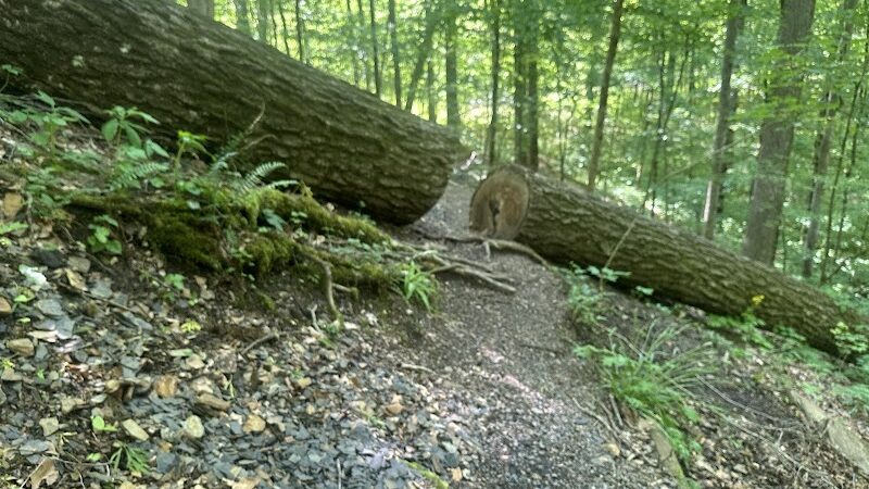 Chumbley Woods Trail - Manchester, TN