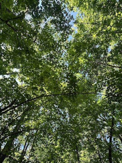 Chumbley Woods Trail - Manchester, TN