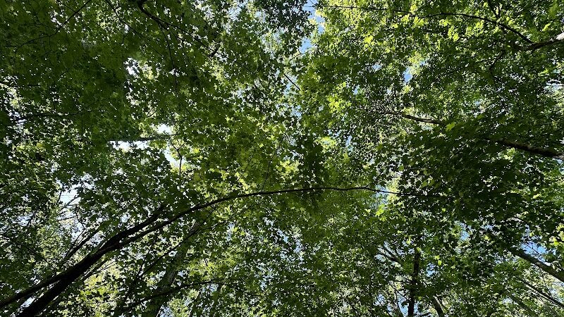 Chumbley Woods Trail - Manchester, TN