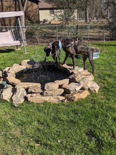 Oreo's Bark Park - Manchester, TN