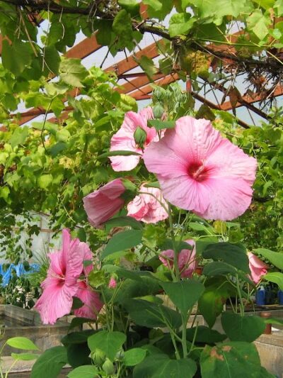 Manley Hot Springs - Manley Hot Springs, AK