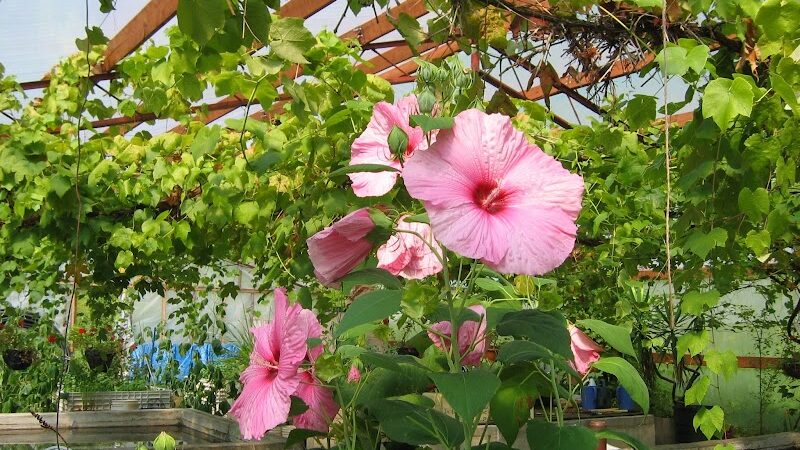 Manley Hot Springs - Manley Hot Springs, AK
