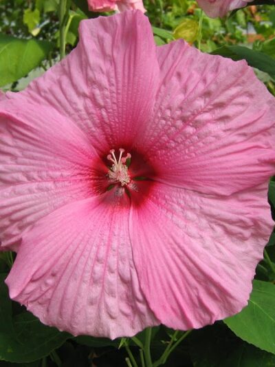 Manley Hot Springs - Manley Hot Springs, AK