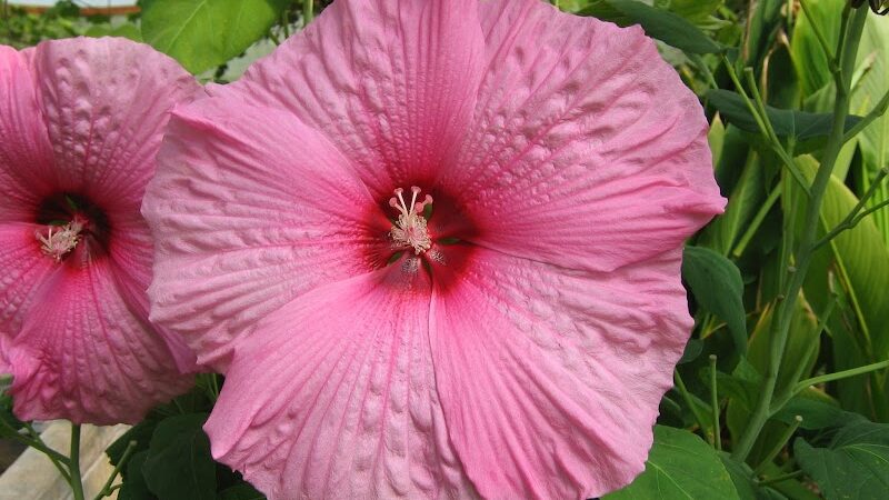 Manley Hot Springs - Manley Hot Springs, AK