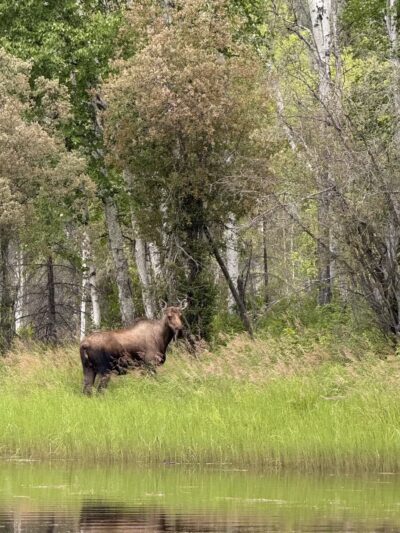 Manley Hot Springs - Manley Hot Springs, AK